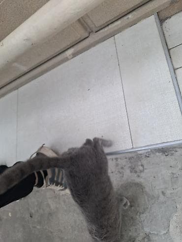 siyam pişiyi: Rus mavi — 4