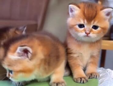 Britan, Yaxşı əllərə