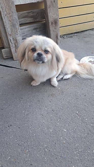 it yuvasi: Pekines, 10 ay, Dişi, Ünvandan götürmə — 1