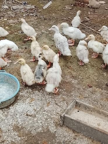 Keçilər, çəpişlər: Salam sağlam heyvanlardı Pekin ördəyidi 25ədəddi .Ətlik və yumurtaliq — 1