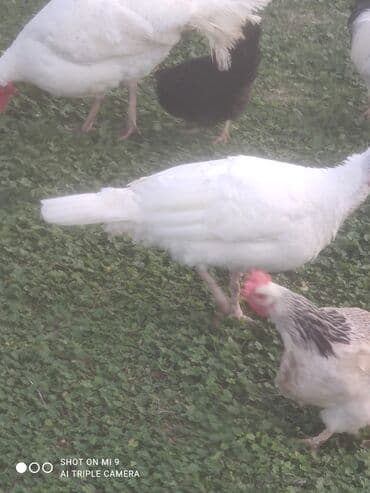 Гуси: Hinduşka tam sağlam erkək dişi var — 3