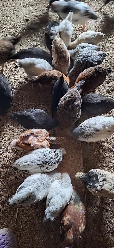 yerli cücələr: Toyuq cücələri, Damazlıq, Ödənişli çatdırılma — 5