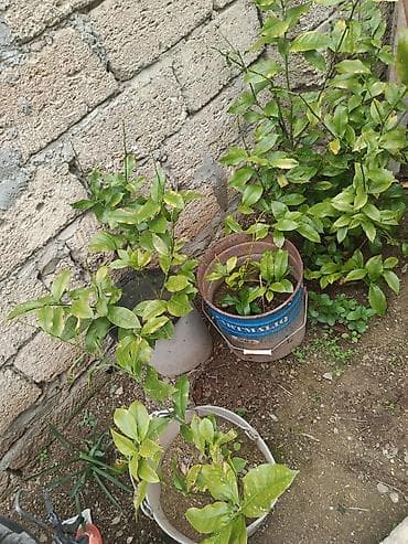 ekil: Sitrus fidanları – vedrələrdə/çəlləklərdə əkilmiş, kökləri formalaşmış — 3