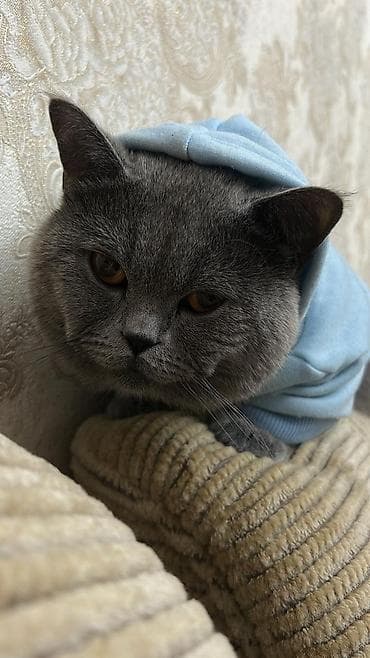 золотая шиншилла купить: Британская, Самец — 2