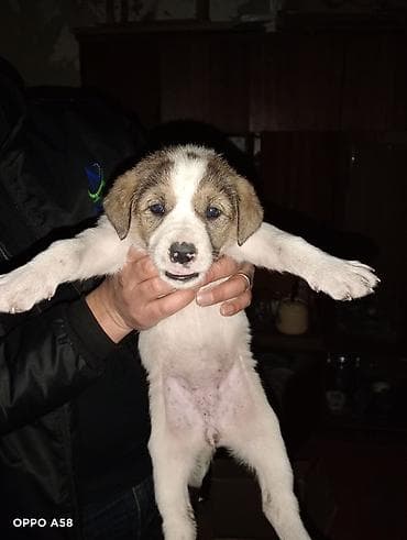 ev pişikleri: Alabay və Qurdbasar qarişig Təsvir: - Şirin, tüklü it balaları — 2