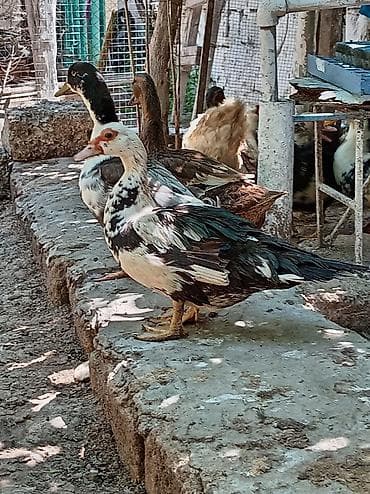 qoyun yemi: Muscovy ördəkləri (indo-ördəklər) – müxtəlif rəng çalarlarında Məhsul — 8