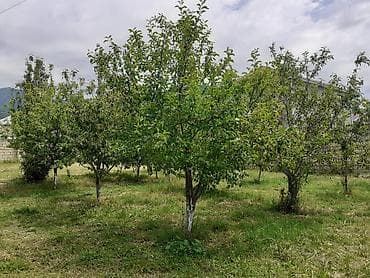 lerikde torpaq satilir: 6 sot, Tikinti, Maklerlər narahat etməsin, Kupça (Çıxarış) — 4