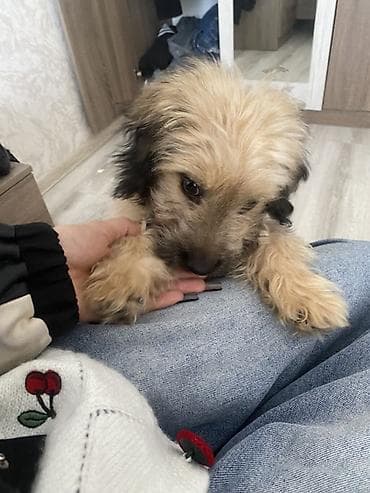 Pudel, 4 ay, Erkek, Peyvəndli, Ünvandan götürmə, Pulsuz çatdırılma