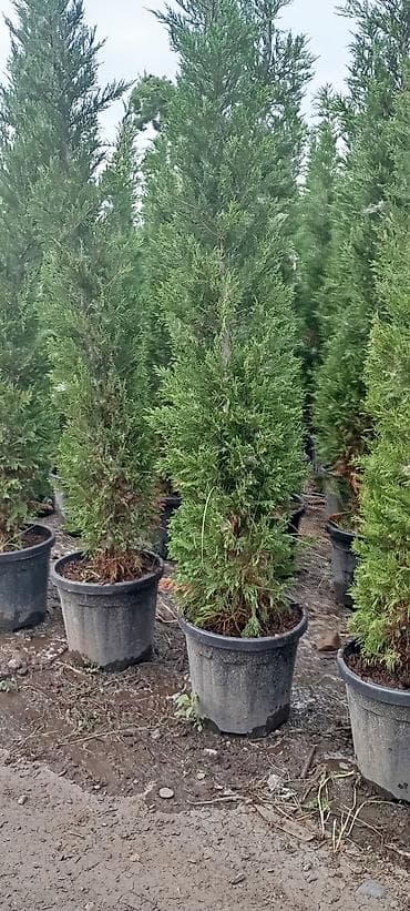 püste ağacı: Thuja və dekorativ kollar – qablarda - Növlər: şam ağacı tipli — 6