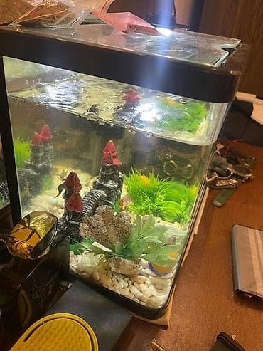 Akvariumlar: Akvaryum dəsti – kompakt masaüstü ölçü, şüşə korpus və qapaqlı ısıqlı — 2