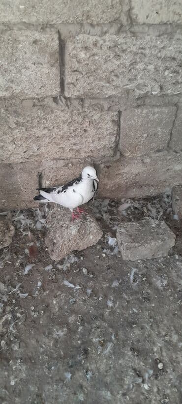 ayliq 10 azn internet: Birinin qiymeti 10 manat tutma quslardi. bekar adamlar narahat — 2