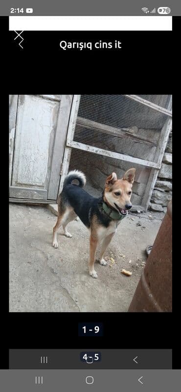 itlerin satiwi: Zvonok, 2 ay — 4