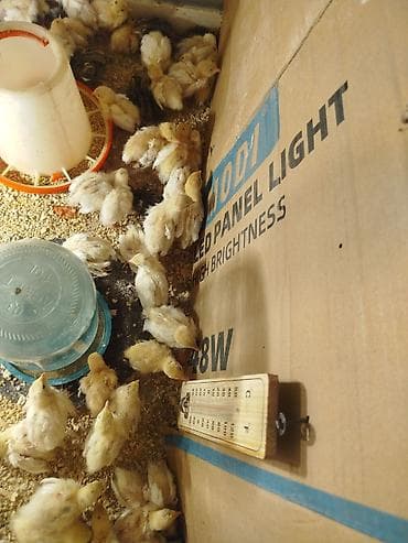 Pişiklər: Toyuq cücələri, Ətlik — 4