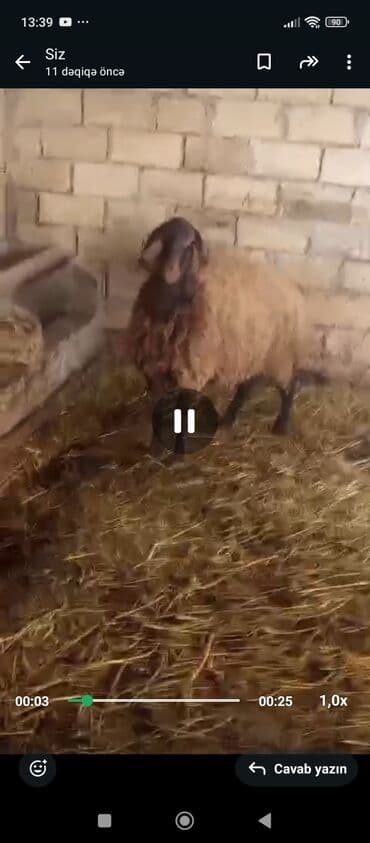 dovşan haqqında məlumat: 1 ci qarin dogacaq( Şəkdir) 2 ay yarimliq bogazdir. Heyvana basimla — 4