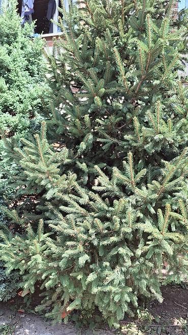 polad ağacı: Həmişəyaşıl bəzək iynəyarpaqlılar – bağ və həyətyanı sahə üçün - — 10