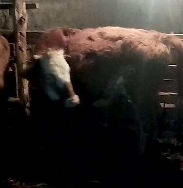 simental inek satışı: Mal-qara satışı – 2 baş dana/buzağı - Növ: iribuynuzlu, ətlik — 3