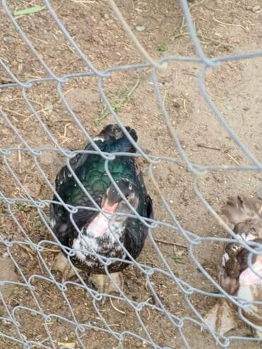 pişik su qabı: Krasnadar lal ördəklər satılır — 3