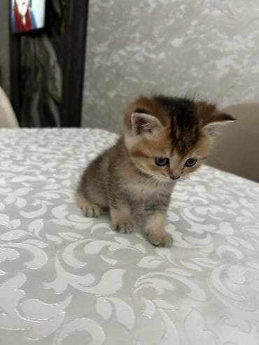 heyvan pişik: Şotland — 2