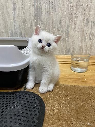 koska: Ağ rəngli, mavi gözlü balaca pişik balası - Yumşaq, qısa tüklü ağ kürk — 3