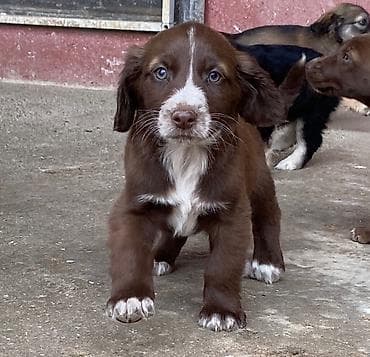 Balıqlar: 2 ay, Dişi, Peyvəndli — 6