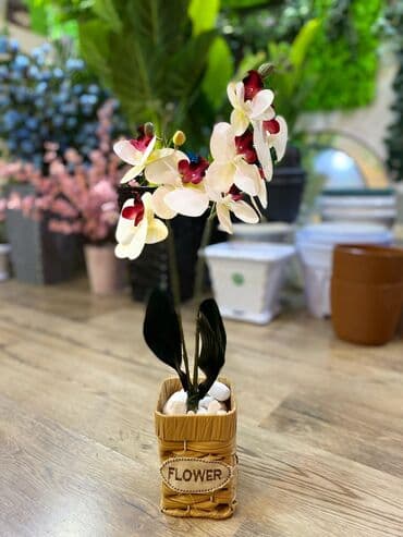 bitki toxumlari: Depodan bir basa satis 70azn baslayan dekarativ suni agaclar topdan — 16