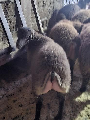 Птицы: Qoyun sürüsü – yerli qaragül/yağlı quyruq tipli heyvanlar - Növ — 4