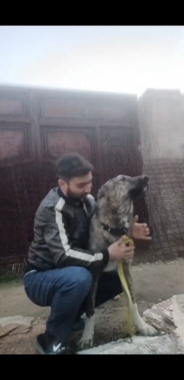 golden retriever qiyməti: Qurdbasar — 2