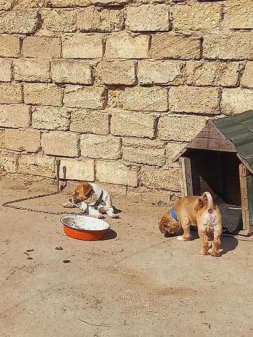 Digər heyvanlar: Cek rassel teryer, 2 il, Dişi — 2