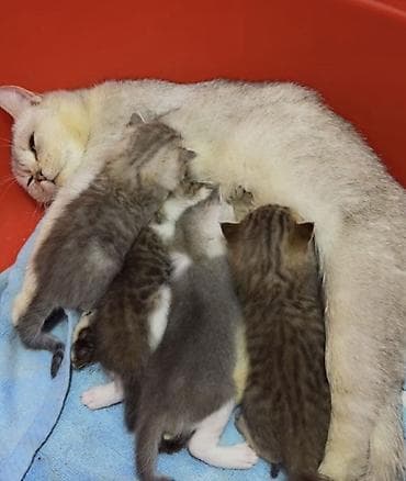 Şinşilla, Erkək, Dişi