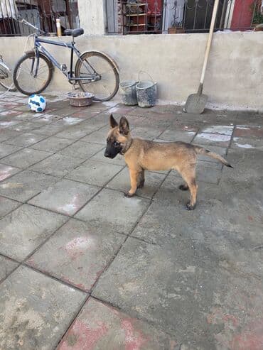 отдам собаку в хорошие руки: Бельгийская овчарка, 1 месяц, Самец, С родословной, Самовывоз — 1