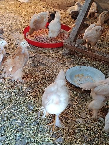 Digər quşlar: Salam.Shekilde gorduyunuz heyvanlarin balalari satilir,2 aylarina az — 10