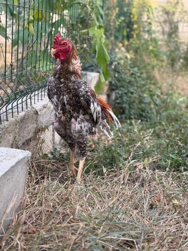 Коровы, быки: Петух, Heyrati, лет: <1, Самовывоз — 5