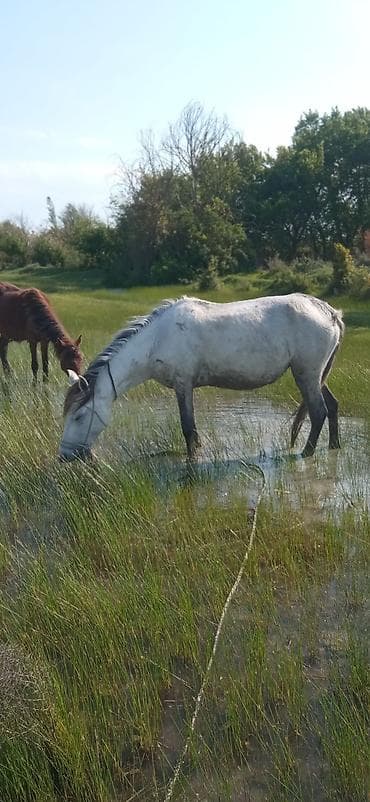 satılan atlar: Dişi, il: 6, Ünvandan götürmə — 2