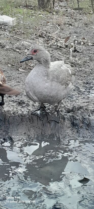 lal ördək balası: Dişi, | Lal ördək, Damazlıq — 3