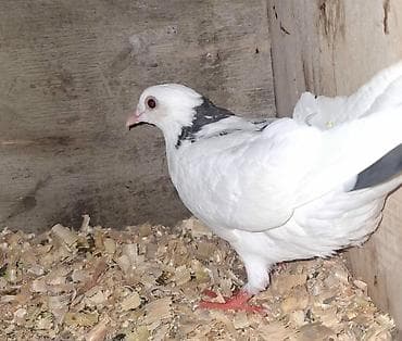 avçarka balası: 15 man 1 ədədi ü çü qalıb biri papaqlıdı biri ayaqları tüklüdü biri — 4