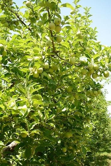 16 sot yarım Alma bağı satilir zizik kendinde Bağ əlverişli yerdədir