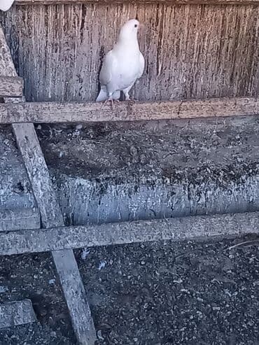 pavlin goyercin satisi: 2 bala 1 dənə zil qara 16 tük .qiymət 3 -nə — 5