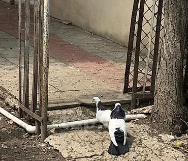 ağ dovşan: Məhsul: Göyərçinlər – dekorativ və uçuş yönümlü cüt Təsvir: - Rəng — 1
