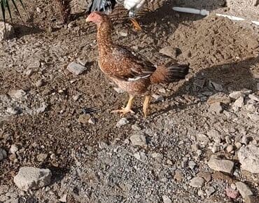 Gəmiricilər: Xoruz, il: 1, Ödənişli çatdırılma — 8