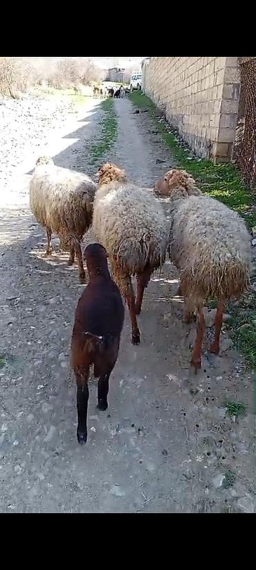 mal qoyun: 1ana bala 4cü qarın 2 şişək boğazdı doğası bu yaxında ümumilikdə 1350 — 1