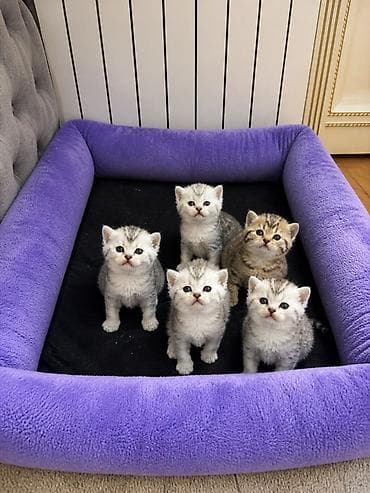 pişim: Şinşilla, Erkək, Dişi, Ünvandan götürmə, Pulsuz çatdırılma, Ödənişli çatdırılma — 1