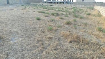 binə kirayə evlər 2025: 6 sot, Biznes üçün, Mülkiyyətçi, Bələdiyyə — 7