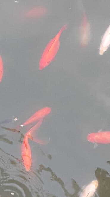 nemo baligi: Yapon qizil baliqlari — 8