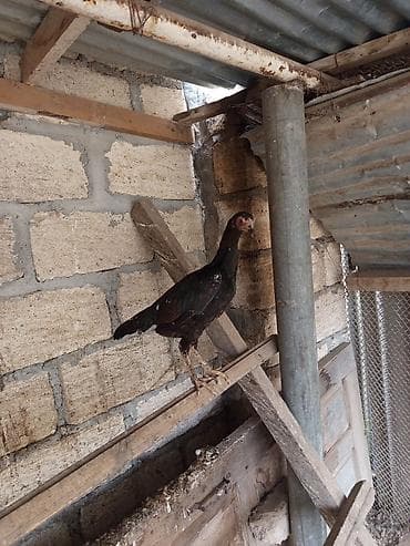 cuce ve xoruz temsili: Salam Gəncədədi xoruz 500 qram fərə 800 qram Yakido Yapon dekorativ — 2