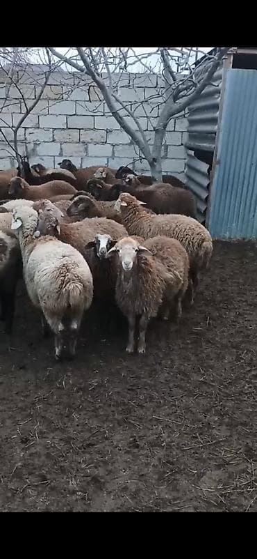 Digər heyvanlar: Əmliy quzlar 15 kq 18 kq kımı cıdı alıcılar narhat etsın acaq zeg edın — 2