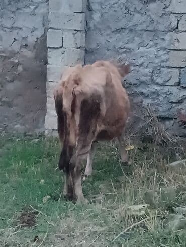 Inəklər, öküzlər: Satılır: inək - Növ: yerli inək (qəhvəyi rəng çalarları) - Yaş — 2
