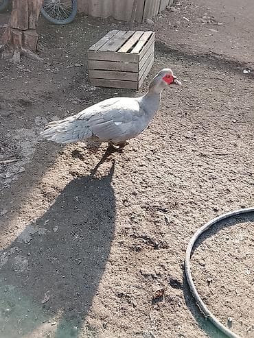 ordek sekilleri: Salam heyvanlar kom satilir 5feredi 1de erkey yumurtaya hazir — 3