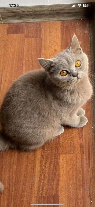 şotlan pişik: Şotland yastı qulaq, Erkək, Dişi, Yaxşı əllərə, Ünvandan götürmə, Pulsuz çatdırılma, Ödənişli çatdırılma — 60