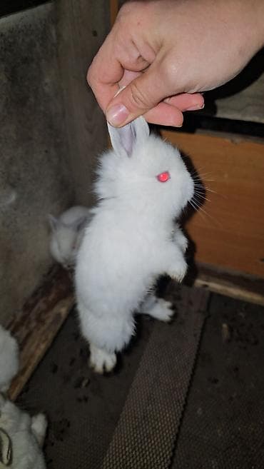 Salam iki eded boyuklerdi boyukler satilmir kariforniya cinsidir