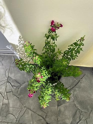 ev bitkisi: Antirrinum (Aslanağzı) saksı bitkisi - Növ: Antirrinum majus – — 3
